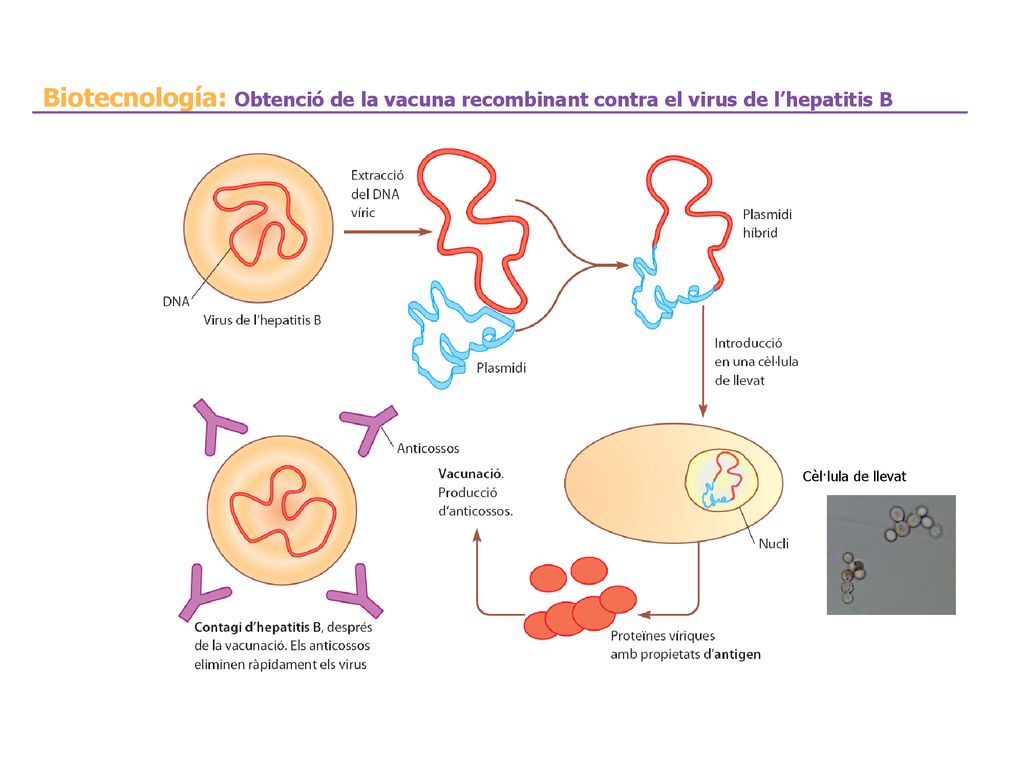 Biotecnología: Obtenció de la vacuna recombinant contra el virus de l’hepatitis B