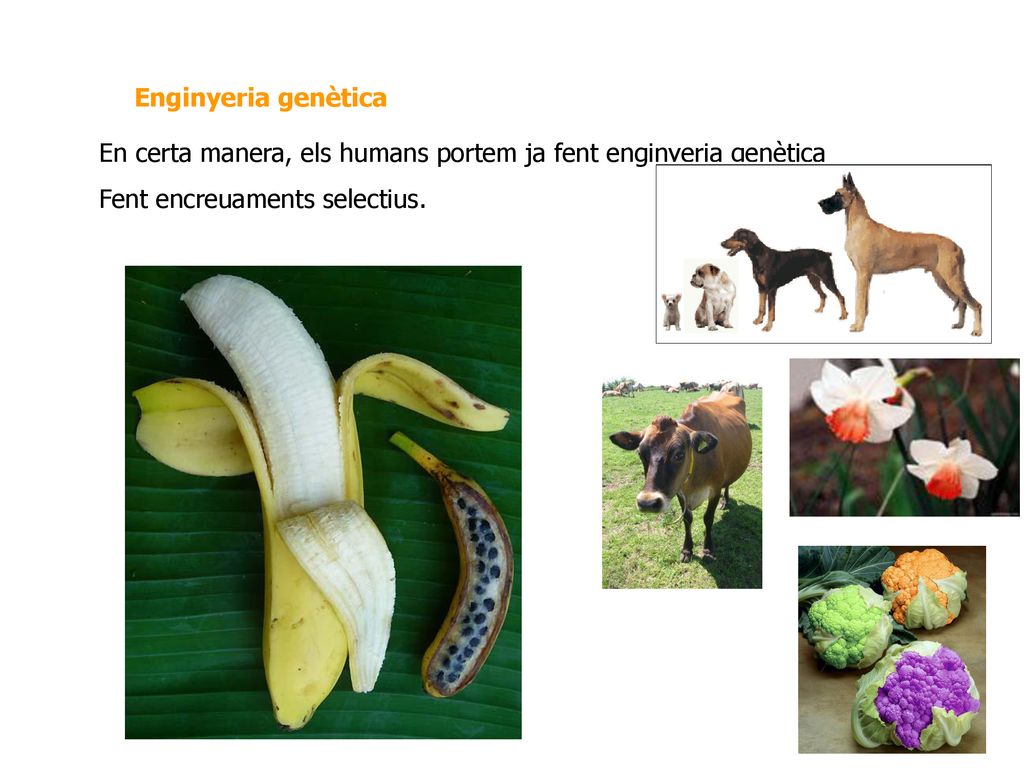 Enginyeria genètica En certa manera, els humans portem ja fent enginyeria genètica.
