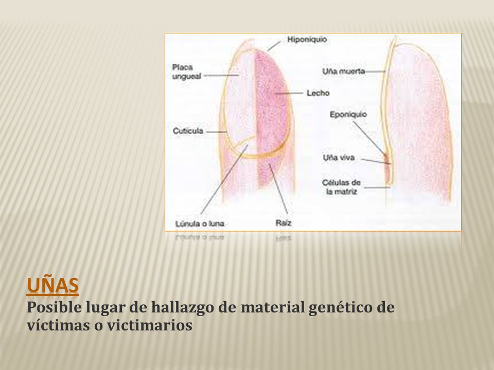 Uñas Posible lugar de hallazgo de material genético de víctimas o victimarios