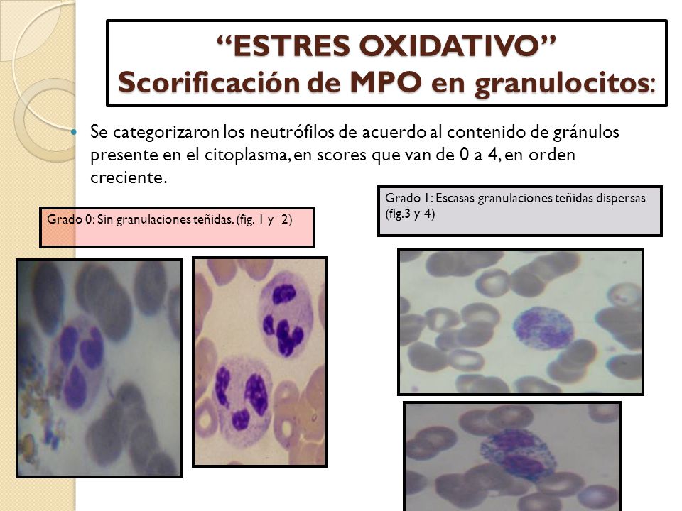 ESTRES OXIDATIVO Scorificación de MPO en granulocitos: