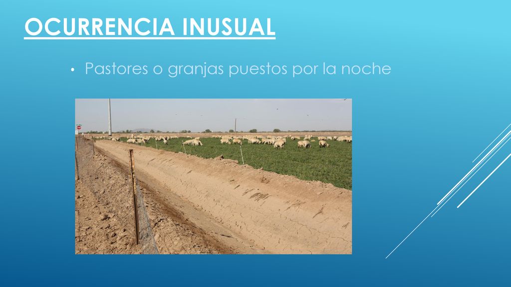 Ocurrencia inusual Pastores o granjas puestos por la noche
