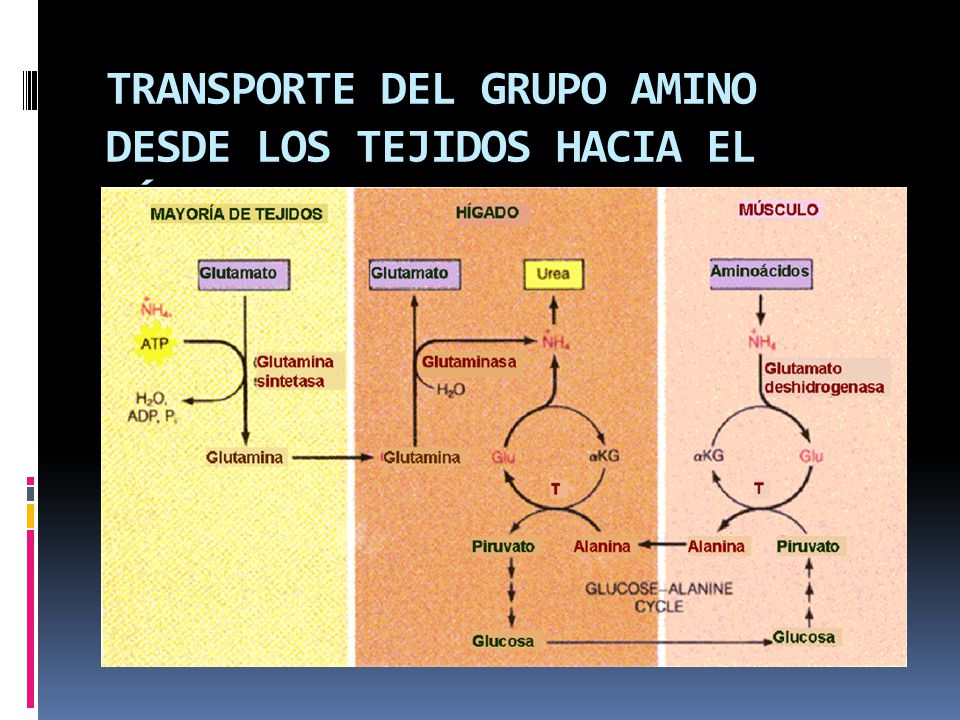 TRANSPORTE DEL GRUPO AMINO DESDE LOS TEJIDOS HACIA EL HÍGADO