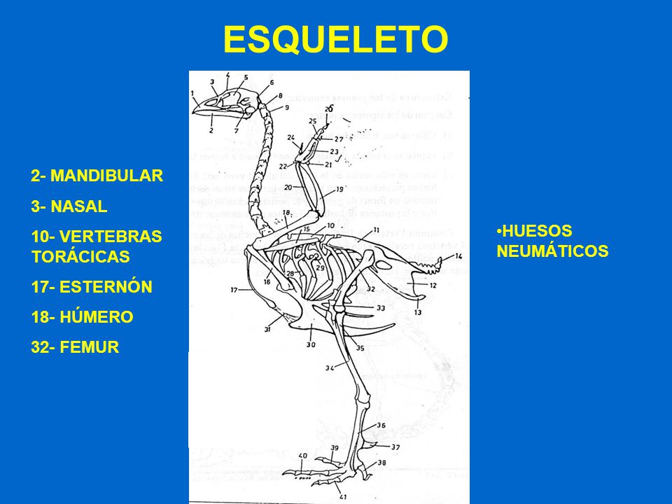 ESQUELETO 2- MANDIBULAR 3- NASAL 10- VERTEBRAS TORÁCICAS 17- ESTERNÓN