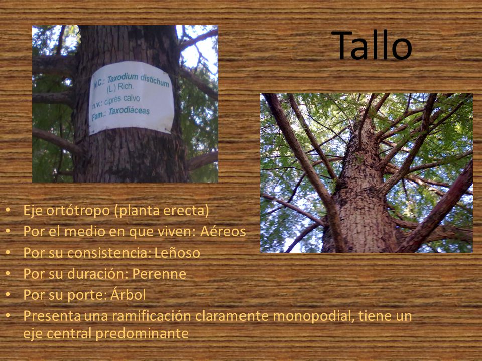 Tallo Eje ortótropo (planta erecta) Por el medio en que viven: Aéreos