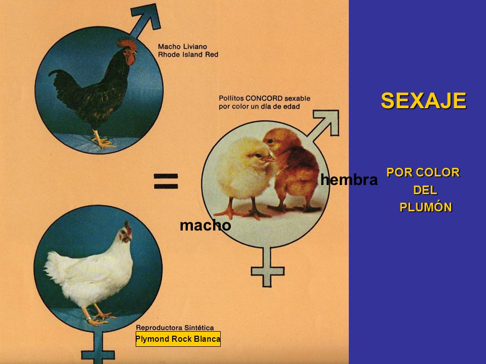 SEXAJE POR COLOR DEL PLUMÓN hembra macho Plymond Rock Blanca