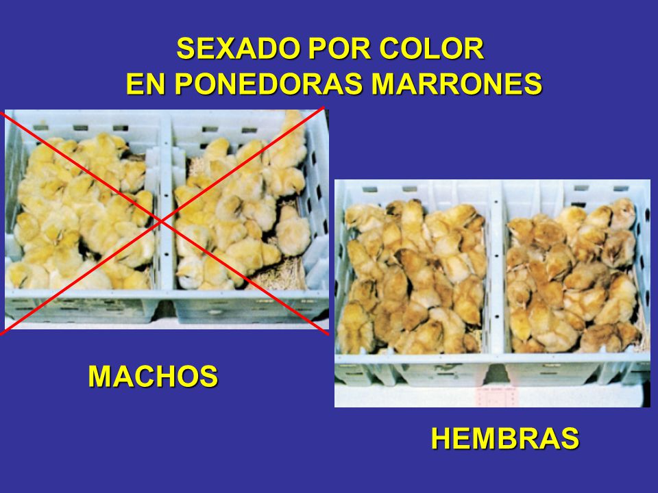 SEXADO POR COLOR EN PONEDORAS MARRONES MACHOS HEMBRAS