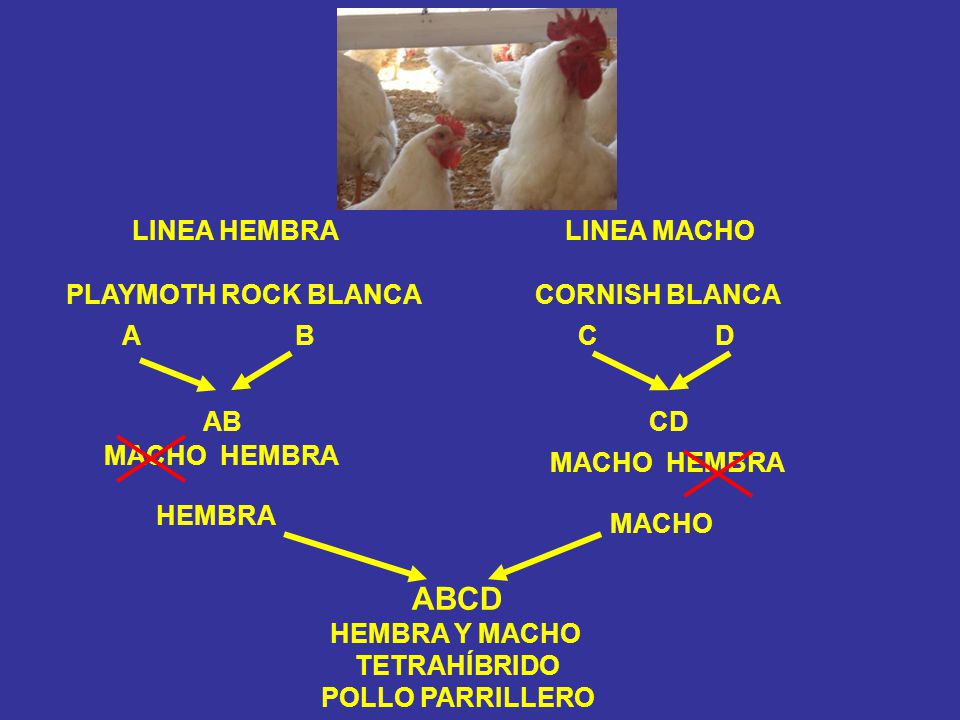 ABCD PLAYMOTH ROCK BLANCA CORNISH BLANCA AB CD MACHO HEMBRA