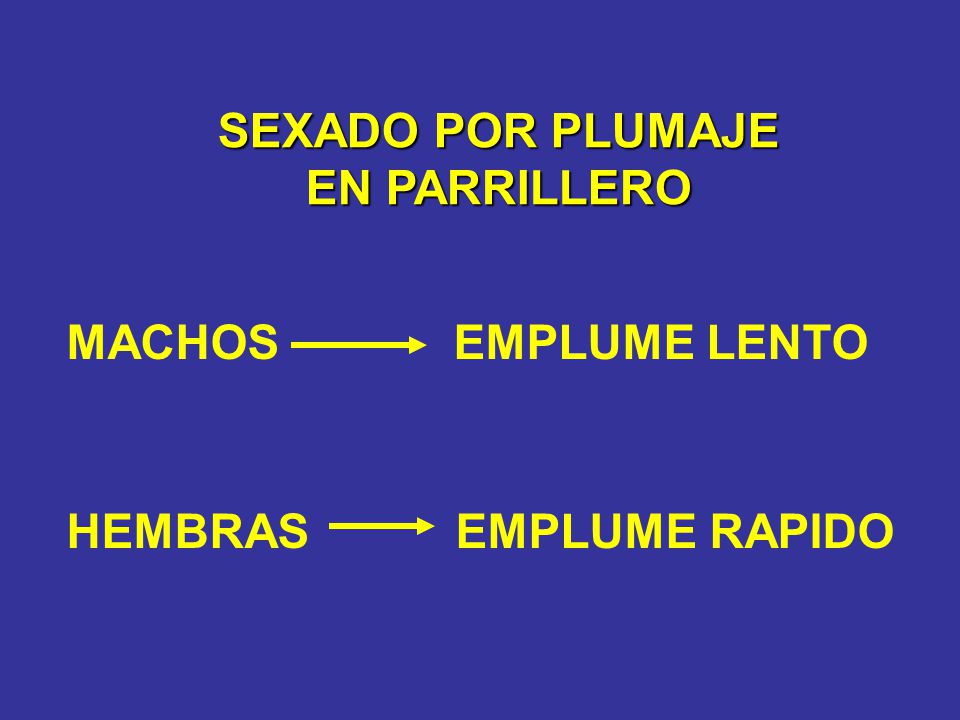 SEXADO POR PLUMAJE EN PARRILLERO MACHOS EMPLUME LENTO HEMBRAS EMPLUME RAPIDO