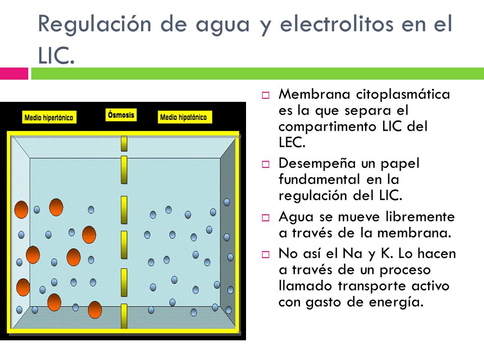 Regulación de agua y electrolitos en el LIC.