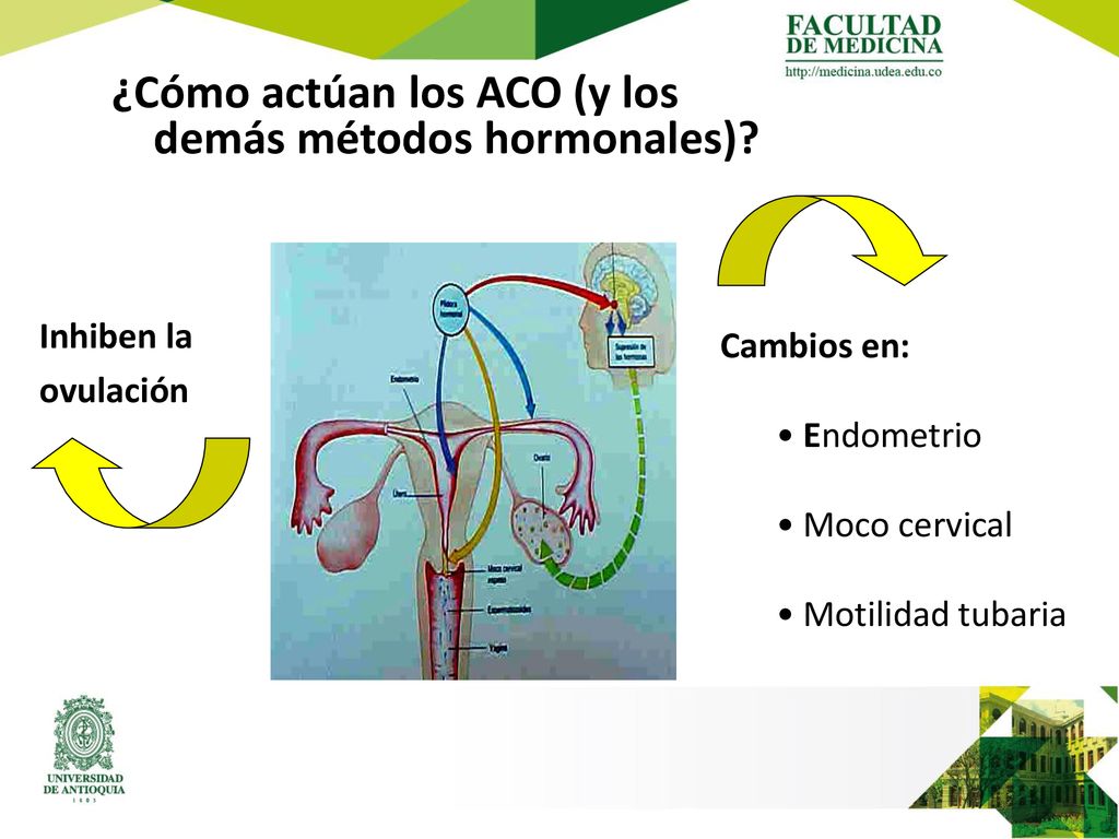 ¿Cómo actúan los ACO (y los demás métodos hormonales)