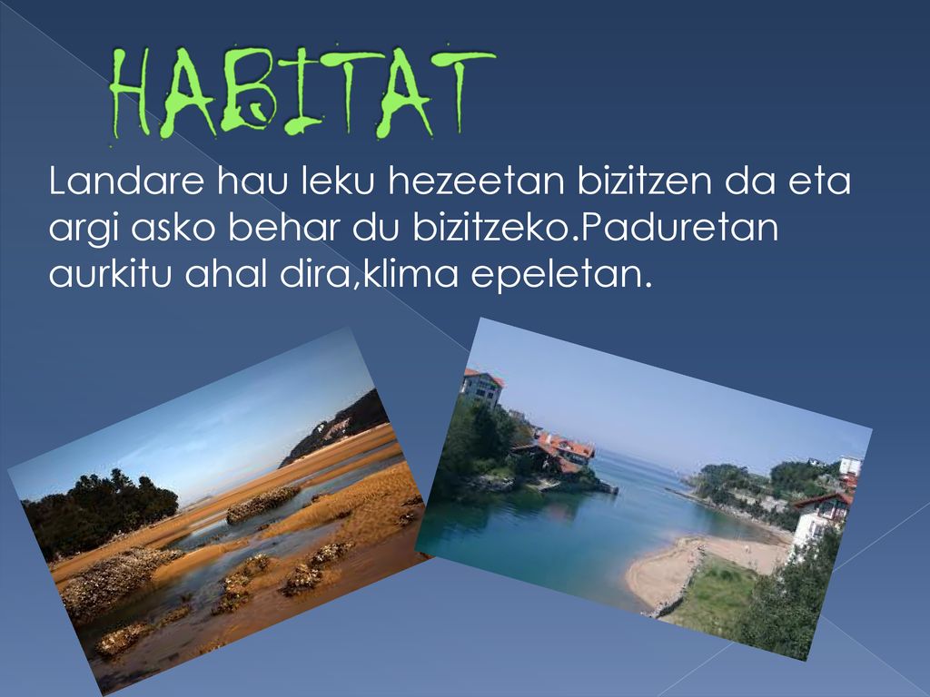 HABITAT Landare hau leku hezeetan bizitzen da eta argi asko behar du bizitzeko.Paduretan aurkitu ahal dira,klima epeletan.
