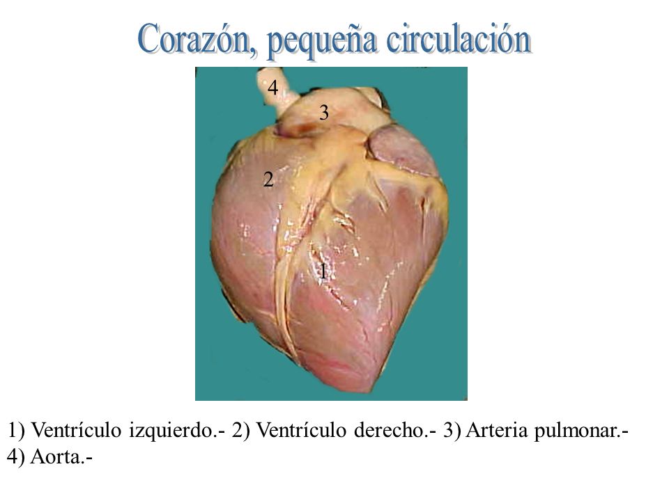 Corazón, pequeña circulación