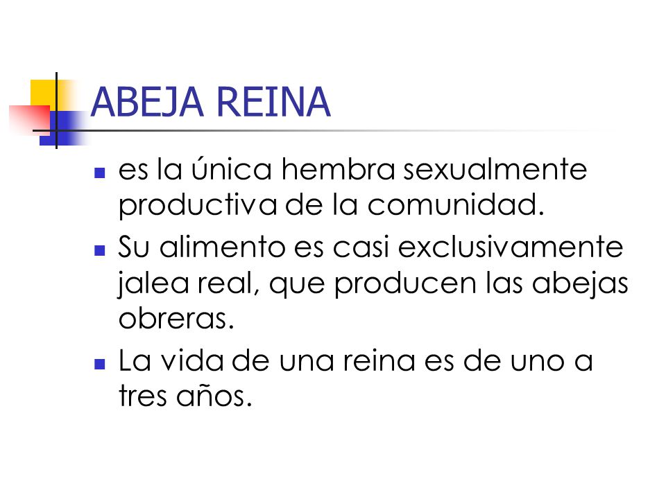 ABEJA REINA es la única hembra sexualmente productiva de la comunidad.