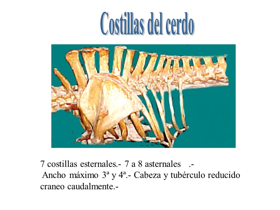 Costillas del cerdo 7 costillas esternales.- 7 a 8 asternales .-