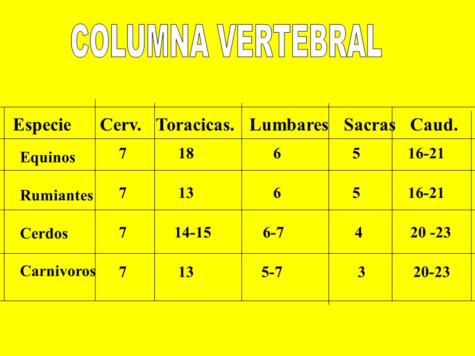 COLUMNA VERTEBRAL Especie Cerv. Toracicas. Lumbares Sacras Caud.