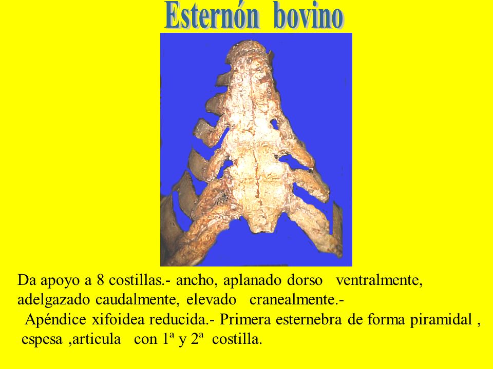 Esternón bovino Da apoyo a 8 costillas.- ancho, aplanado dorso ventralmente, adelgazado caudalmente, elevado cranealmente.-