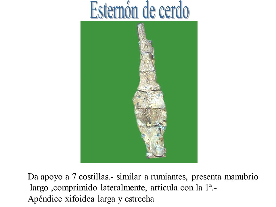 Esternón de cerdo Da apoyo a 7 costillas.- similar a rumiantes, presenta manubrio. largo ,comprimido lateralmente, articula con la 1ª.-