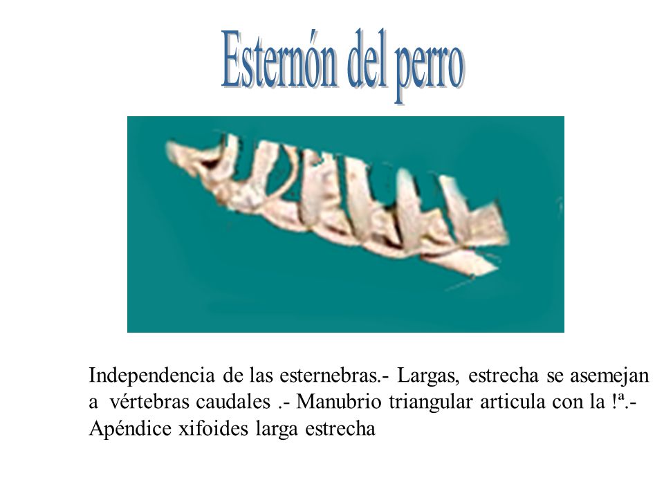 Esternón del perro Independencia de las esternebras.- Largas, estrecha se asemejan.