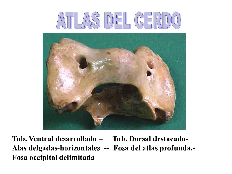 ATLAS DEL CERDO Tub. Ventral desarrollado – Tub. Dorsal destacado-