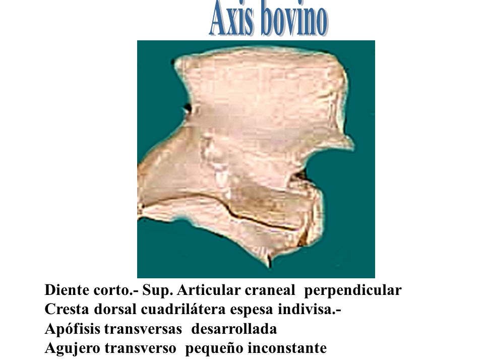 Axis bovino Diente corto.- Sup. Articular craneal perpendicular