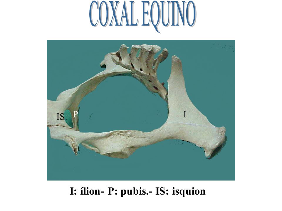 COXAL EQUINO P I IS. I: ílion- P: pubis.- IS: isquion