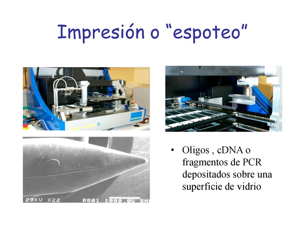 Impresión o espoteo Oligos , cDNA o fragmentos de PCR depositados sobre una superficie de vidrio