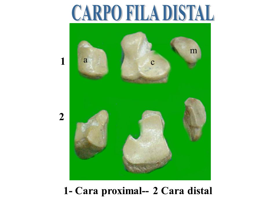 CARPO FILA DISTAL m 1 a c 2 1- Cara proximal-- 2 Cara distal