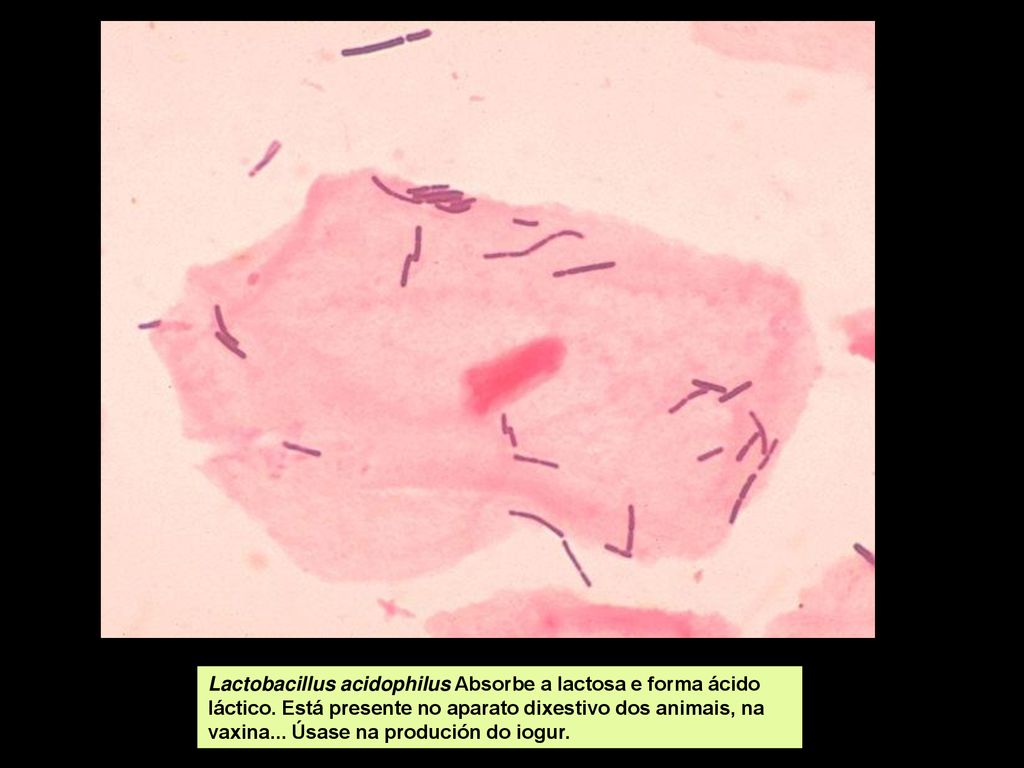 Lactobacillus acidophilus Absorbe a lactosa e forma ácido láctico