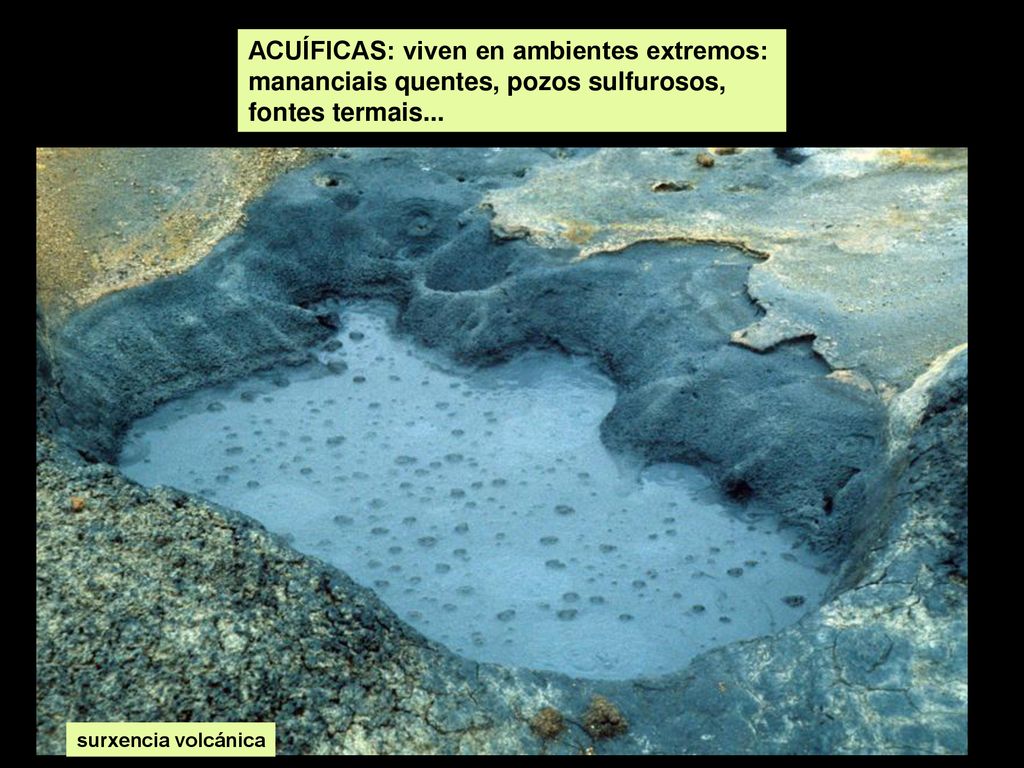 ACUÍFICAS: viven en ambientes extremos: mananciais quentes, pozos sulfurosos, fontes termais...