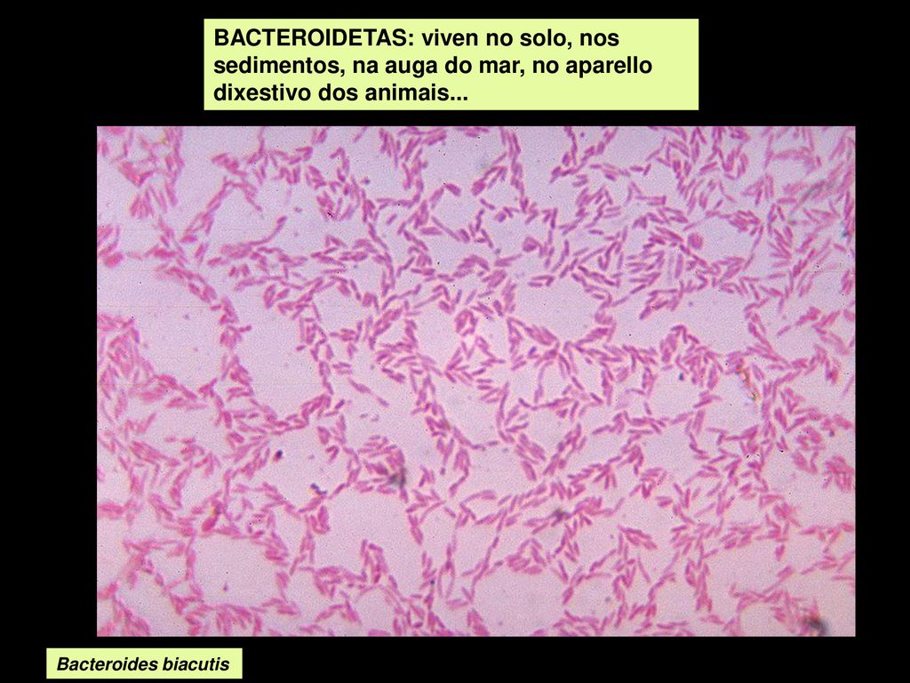 BACTEROIDETAS: viven no solo, nos sedimentos, na auga do mar, no aparello dixestivo dos animais...