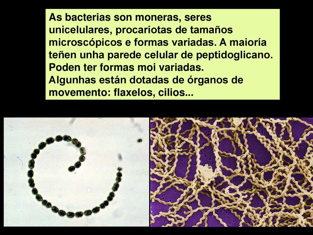 As bacterias son moneras, seres unicelulares, procariotas de tamaños microscópicos e formas variadas. A maioría teñen unha parede celular de peptidoglicano.
