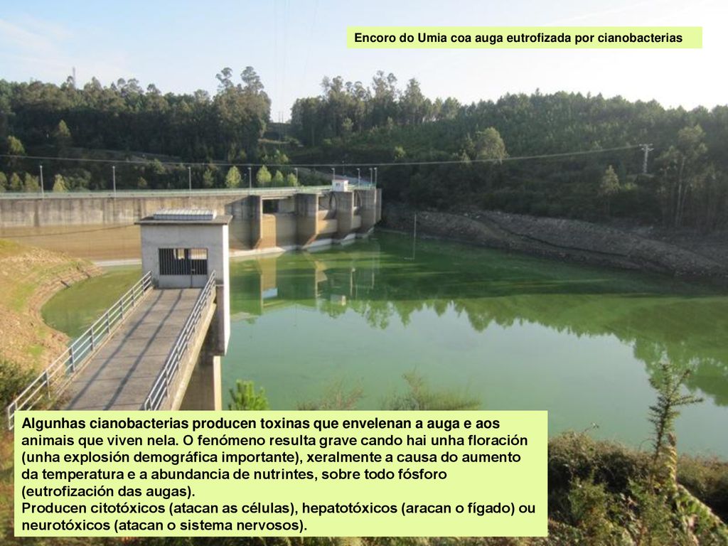 Encoro do Umia coa auga eutrofizada por cianobacterias