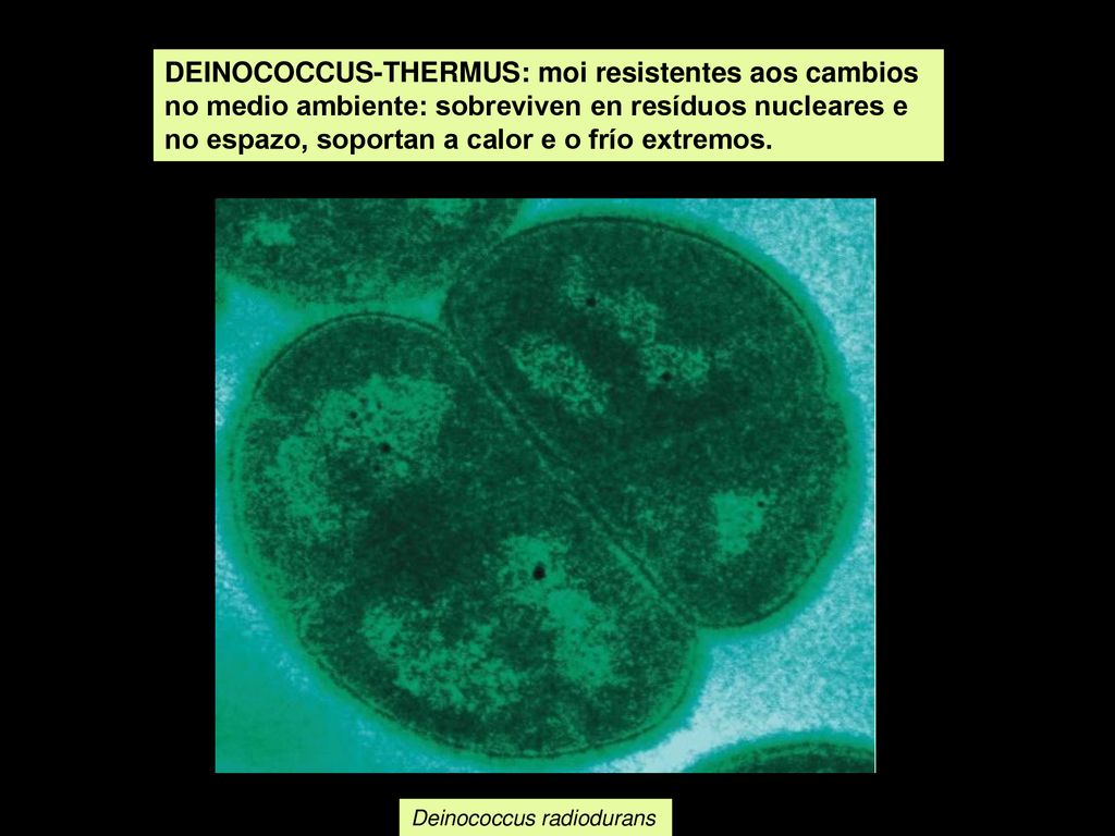 DEINOCOCCUS-THERMUS: moi resistentes aos cambios no medio ambiente: sobreviven en resíduos nucleares e no espazo, soportan a calor e o frío extremos.