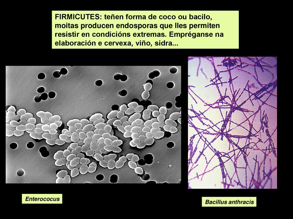 FIRMICUTES: teñen forma de coco ou bacilo, moitas producen endosporas que lles permiten resistir en condicións extremas. Empréganse na elaboración e cervexa, viño, sidra...