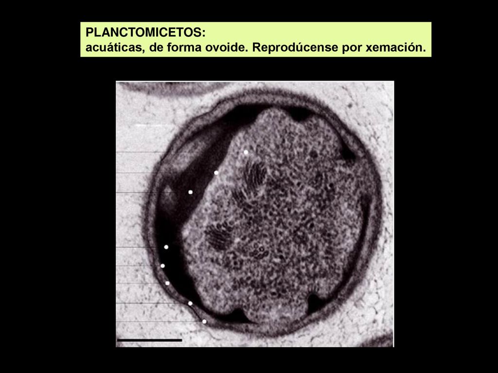 PLANCTOMICETOS: acuáticas, de forma ovoide. Reprodúcense por xemación.