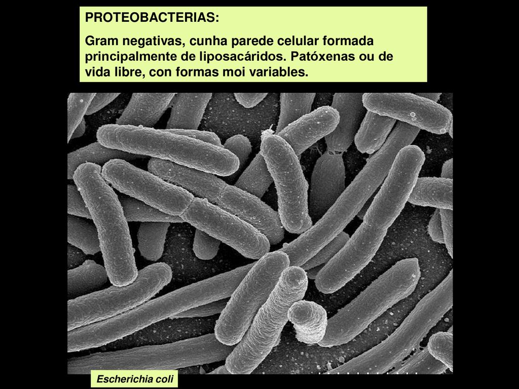 PROTEOBACTERIAS: Gram negativas, cunha parede celular formada principalmente de liposacáridos. Patóxenas ou de vida libre, con formas moi variables.