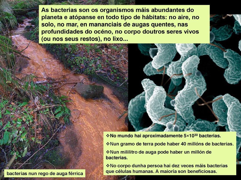 As bacterias son os organismos máis abundantes do planeta e atópanse en todo tipo de hábitats: no aire, no solo, no mar, en mananciais de augas quentes, nas profundidades do océno, no corpo doutros seres vivos (ou nos seus restos), no lixo...