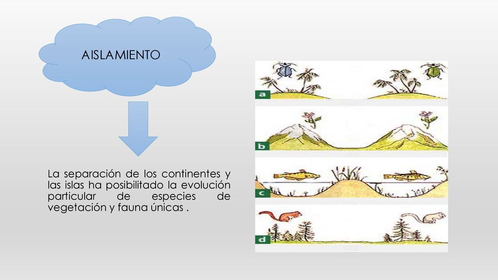AISLAMIENTO La separación de los continentes y las islas ha posibilitado la evolución particular de especies de vegetación y fauna únicas .