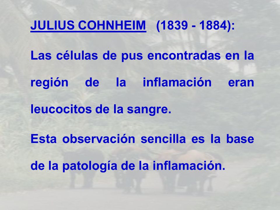 JULIUS COHNHEIM ( ): Las células de pus encontradas en la región de la inflamación eran leucocitos de la sangre.