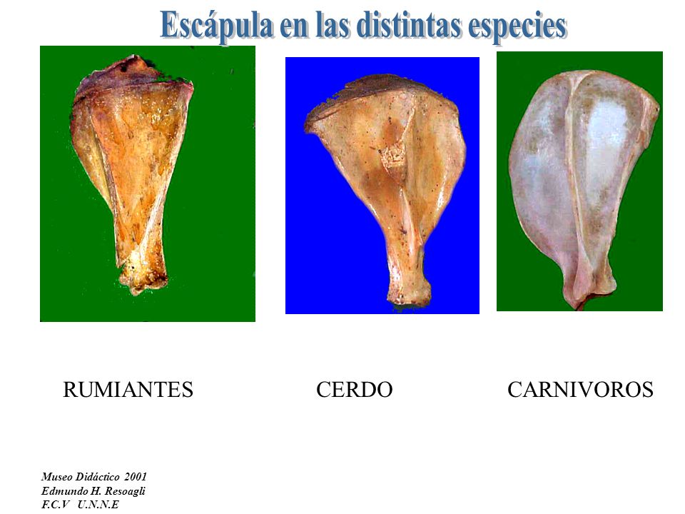 Escápula en las distintas especies