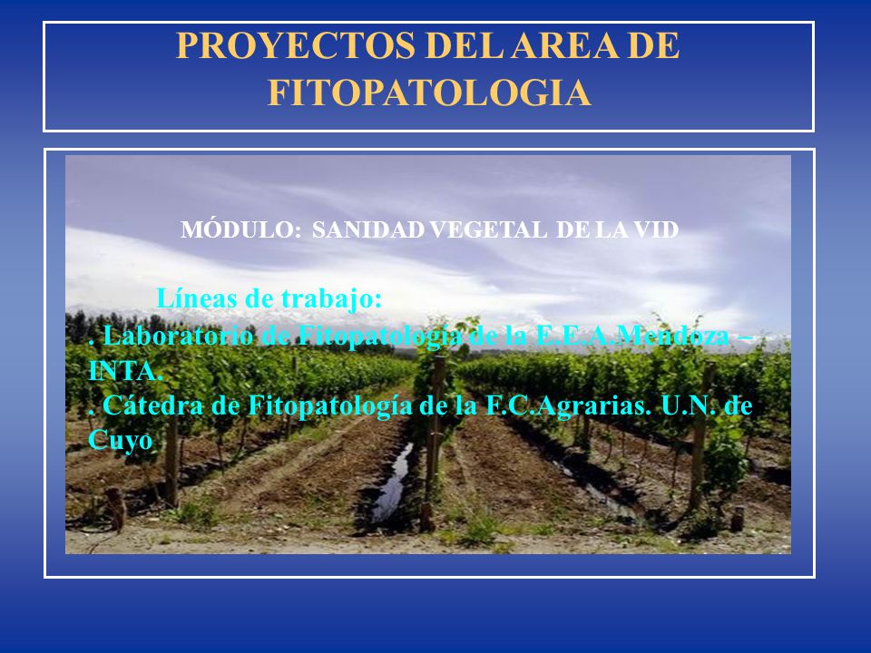 PROYECTOS DEL AREA DE FITOPATOLOGIA MÓDULO: SANIDAD VEGETAL DE LA VID