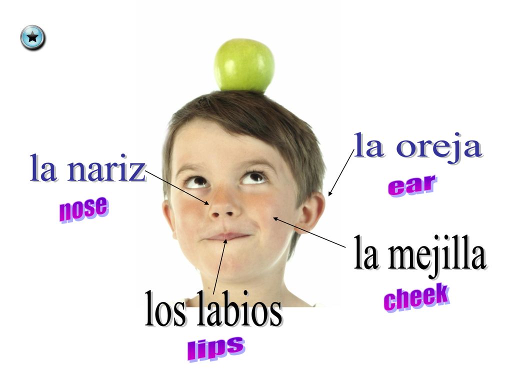 la oreja la nariz ear nose la mejilla cheek los labios lips