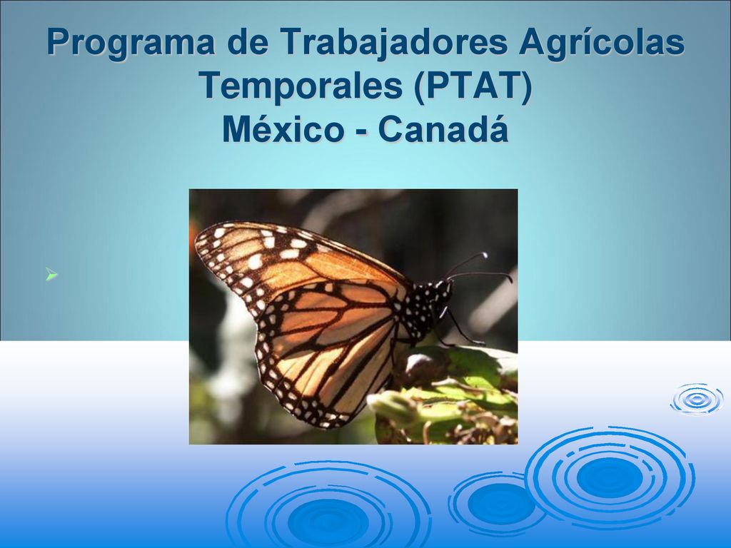 Programa de Trabajadores Agrícolas Temporales (PTAT) México - Canadá