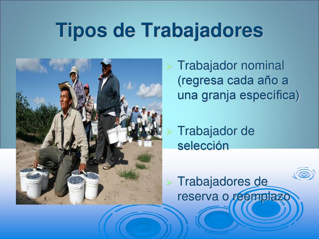 Tipos de Trabajadores Trabajador nominal (regresa cada año a una granja específica) Trabajador de selección.