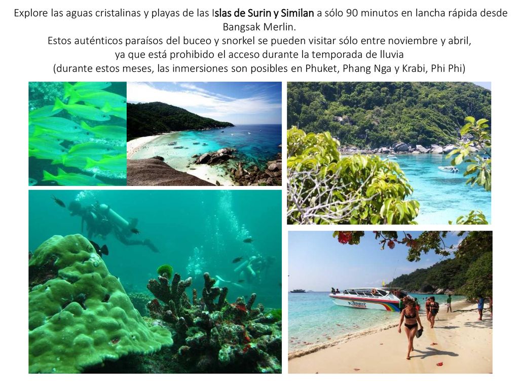 Explore las aguas cristalinas y playas de las Islas de Surin y Similan a sólo 90 minutos en lancha rápida desde Bangsak Merlin. Estos auténticos paraísos del buceo y snorkel se pueden visitar sólo entre noviembre y abril, ya que está prohibido el acceso durante la temporada de lluvia (durante estos meses, las inmersiones son posibles en Phuket, Phang Nga y Krabi, Phi Phi)