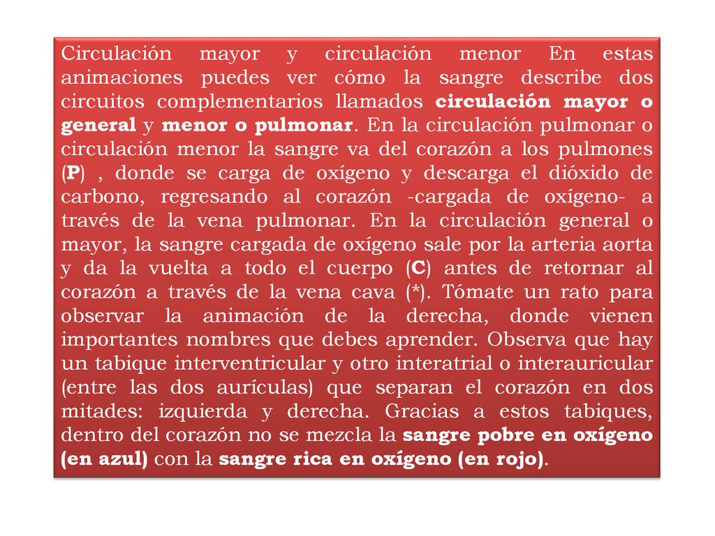 Circulación mayor y circulación menor En estas animaciones puedes ver cómo la sangre describe dos circuitos complementarios llamados circulación mayor o general y menor o pulmonar.
