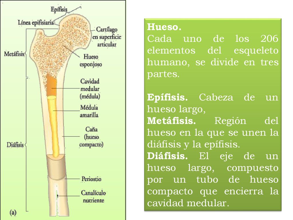 Hueso. Cada uno de los 206 elementos del esqueleto humano, se divide en tres partes. Epífisis. Cabeza de un hueso largo,