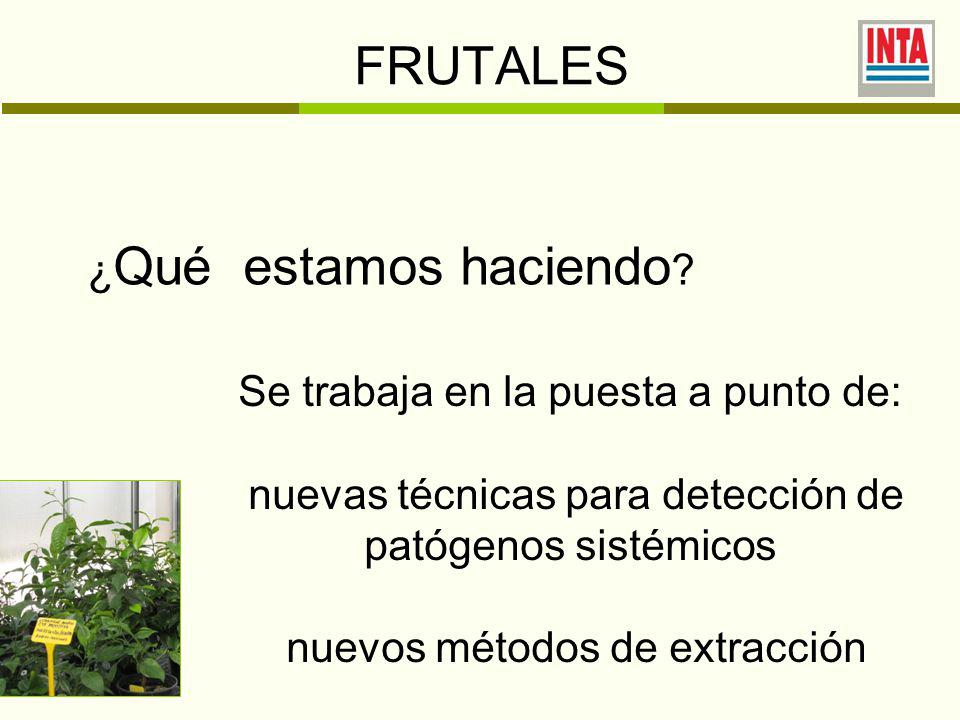 FRUTALES ¿Qué estamos haciendo Se trabaja en la puesta a punto de: