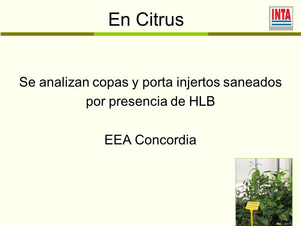 En Citrus Se analizan copas y porta injertos saneados por presencia de HLB EEA Concordia