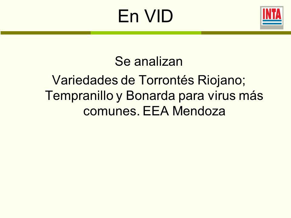 En VID Se analizan Variedades de Torrontés Riojano; Tempranillo y Bonarda para virus más comunes.